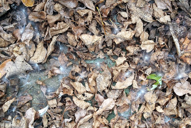 a dozen white fluff balls scattered among fallen tree leaves on the ground