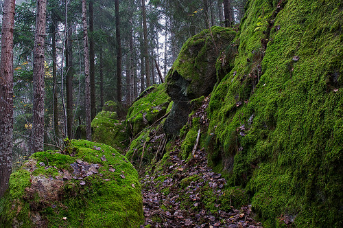 stefanorugolo pentax k5 moss landscape longexposure woodland forest tree rock stone sweden sverige hudiksvall smcpentaxda1855mmf3556alwr path hälsingland