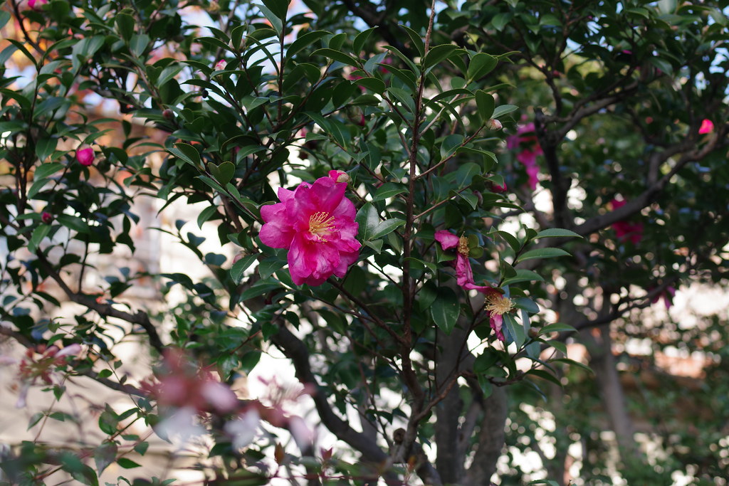 山茶花 Camellia