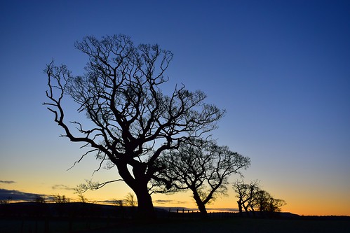 brampton cumbria england uk oldchurchlane oldchurchfarm trees dawn sunrise tree oak oaktree
