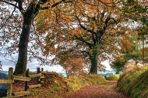 asturias latores oviedo camino otoño otoñal hojarasca castaño árbol paisaje autumn tree landscape