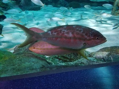 Ripley's Aquarium of Myrtle Beach Review