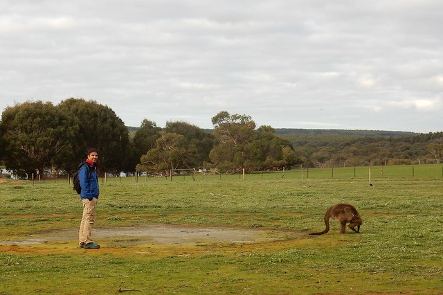 Kangaroo Island, fauna australiana en estado puro - AUSTRALIA POR LIBRE: EL PAÍS DEL FIN DEL MUNDO (37)