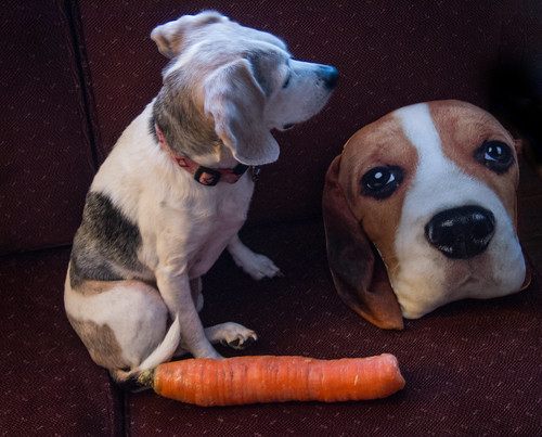 Beagle & the carrot