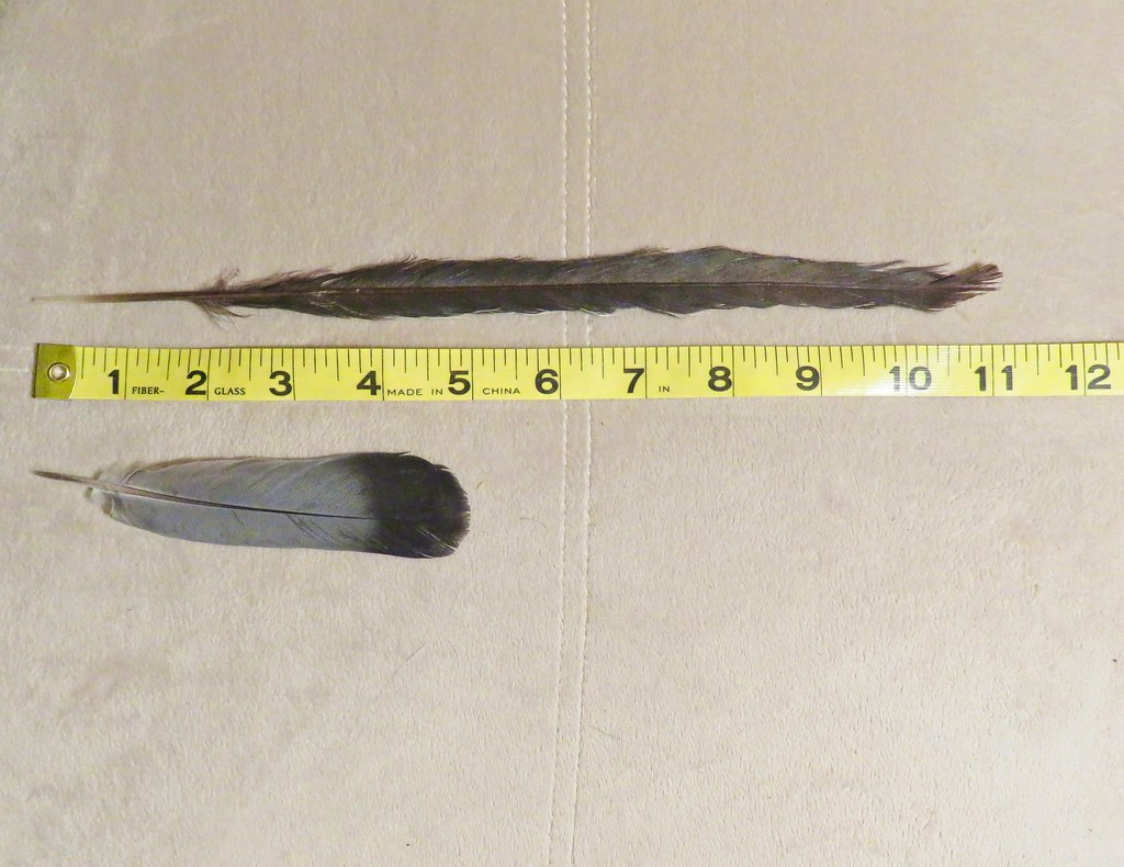 Roadrunner tail feather