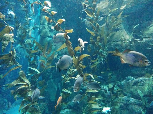 Pacific kelp forest (3) #toronto #ripleysaquarium #aquarium #fish #kelp #pacifickelp #latergram