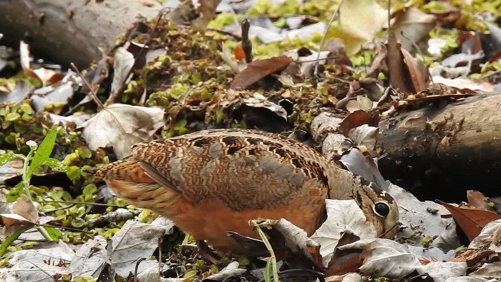 Am. Woodcock foraging video