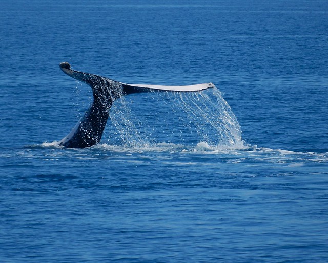 Hervey Bay, danza de ballenas - AUSTRALIA POR LIBRE: EL PAÍS DEL FIN DEL MUNDO (25)