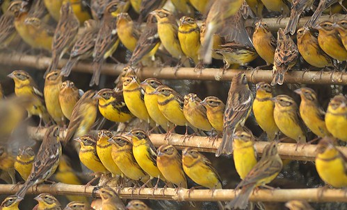 10-Caught Yellow-breasted Bunting©Huang Qiusheng