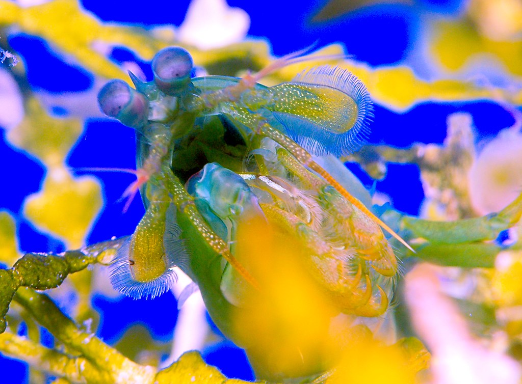 Caribbean Rock Mantis Shrimp