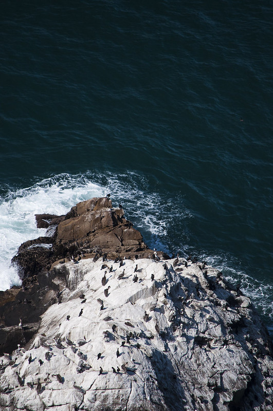 Point Reyes cormorans