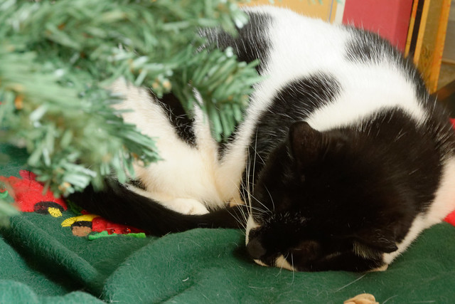 Kitties Like Christmas Trees