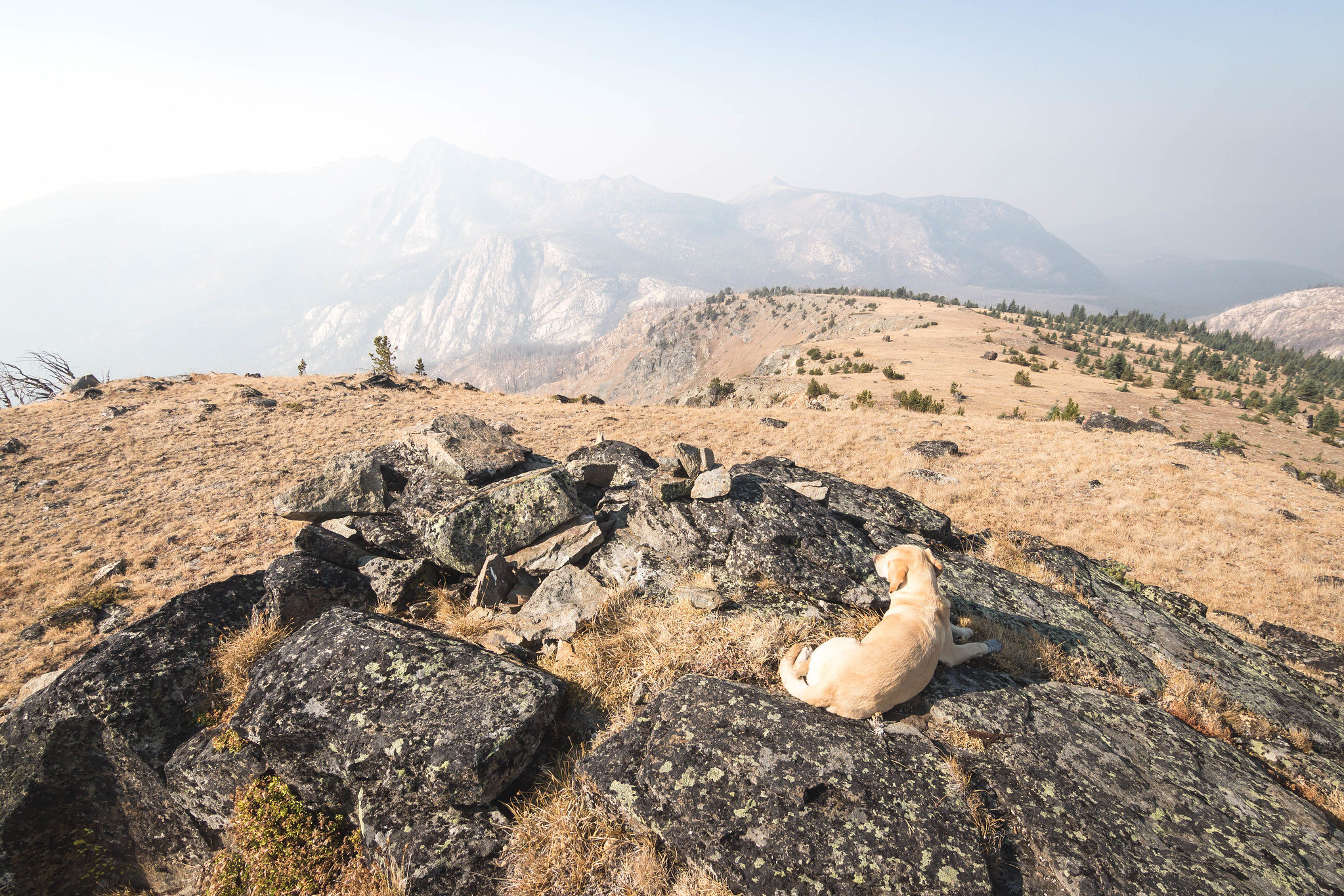 Summit dogs on Pick Peak