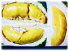 Durio zibethinus (Durian, Common Durian, Civet Fruit, Durian Kampong in Malay)