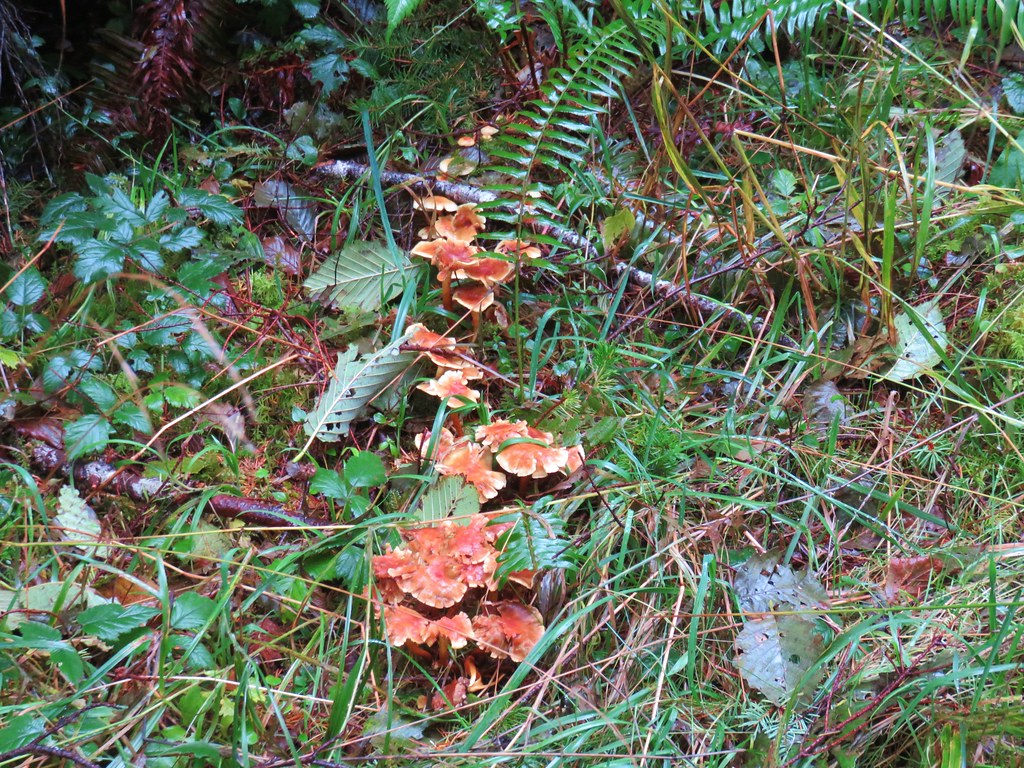Mushrooms along the Cummins Ridge Trail
