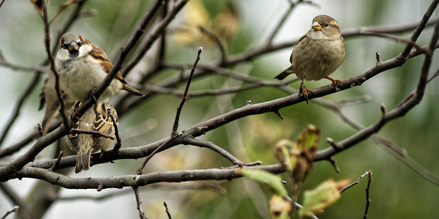 Sparrows in the Crabapple