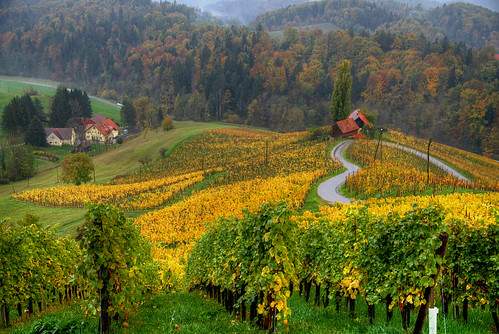 eslovenia slovenia slovenie slovenija slowenien svecina automne autumn autunno heart herbst toamna vineyard