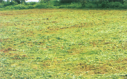 हरी खाद के लिये मिट्टी में पलटी हुई सनई की फसल