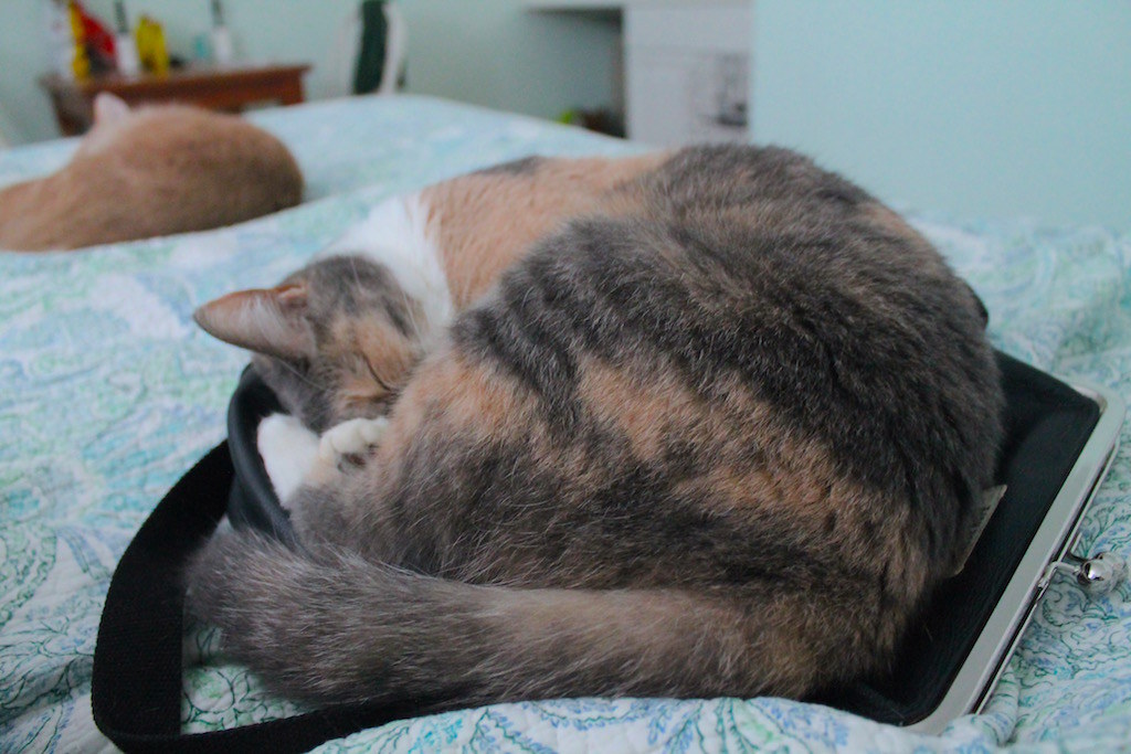 Kaksi kissaa käpertyneenä hotellin sängyllä. 