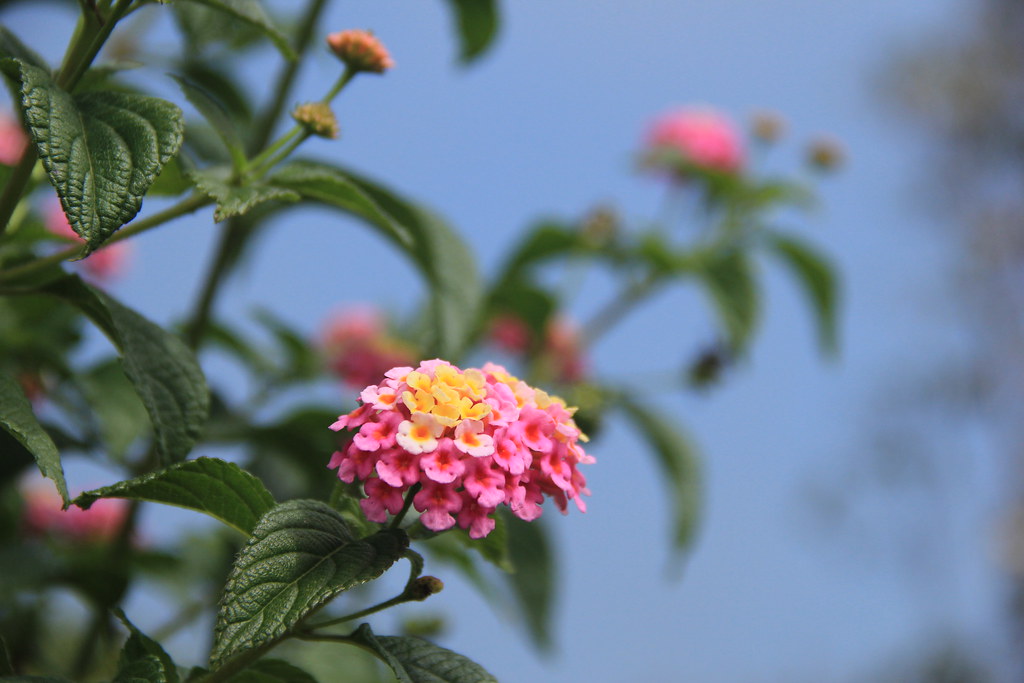 Flower, Tea Plantations, Kerala