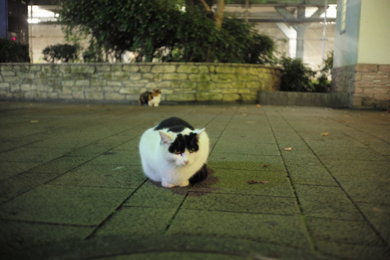 Leica M TYP240+Canon serenar 35mm f2.8池袋東口駅前公園水天宮の猫。白黒と三毛