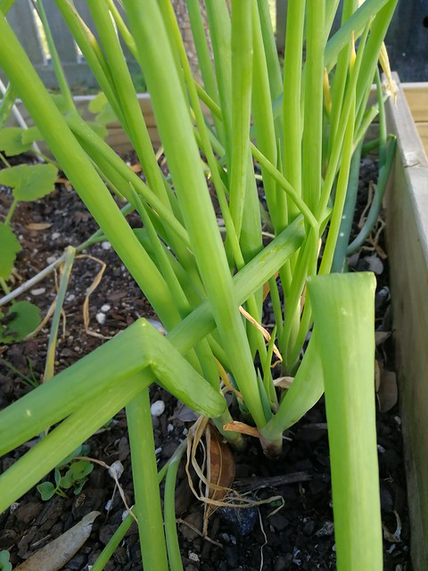Image of Welsh onion