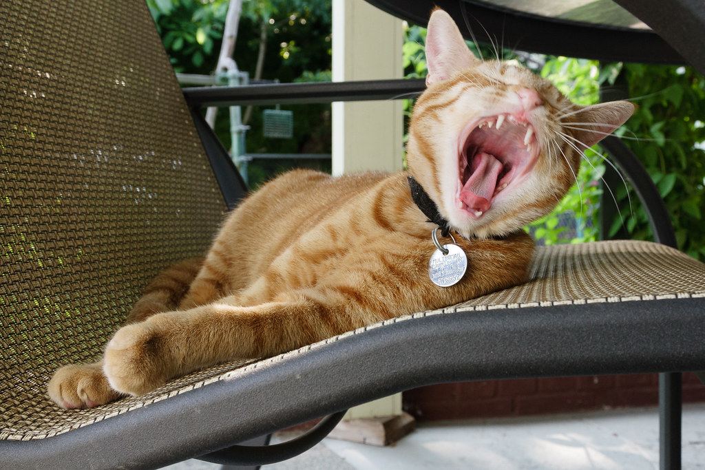 Our cat Sam yawns on our back porch