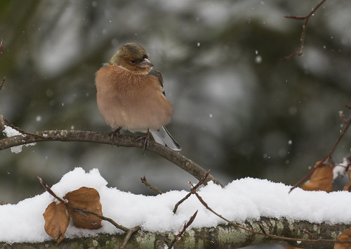 winter snow garden chaffinch canon7dmarkii bird birdphotography avian nature tree wildlife