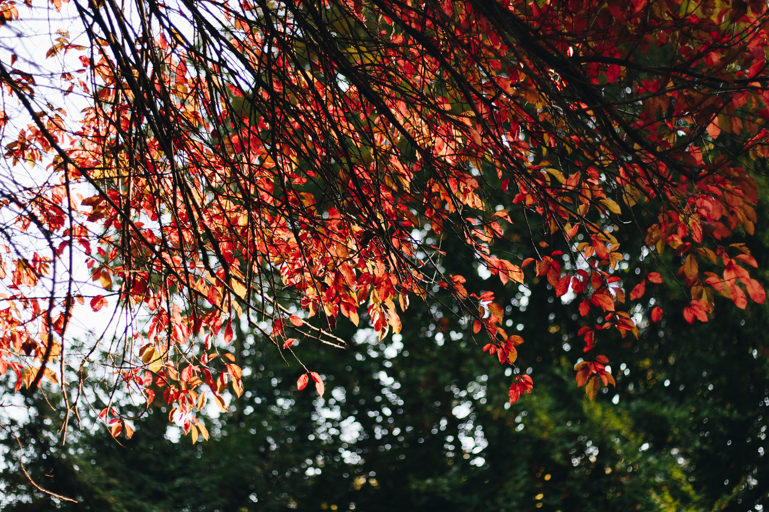 autumn fall trnava nitra jesen