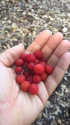 Arbutus Berries