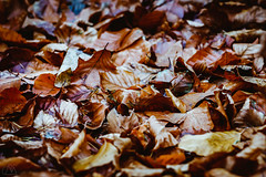 Sea of Leaves (Autumnal Colors Series 3/4)