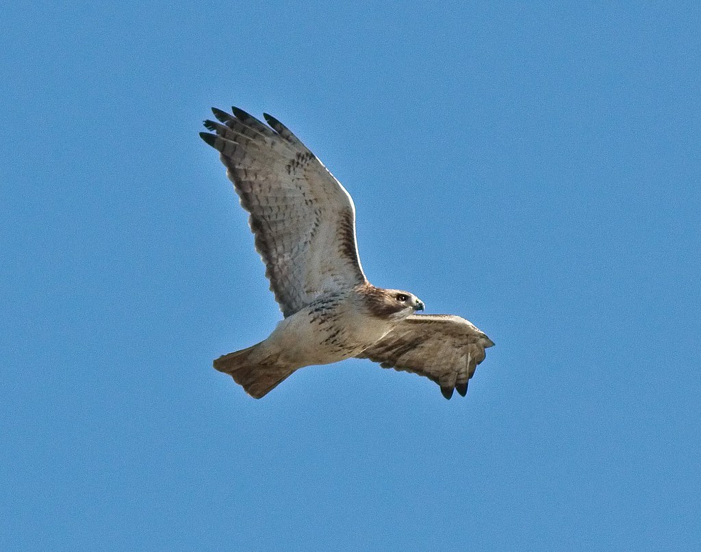 Light-eyed red-tail