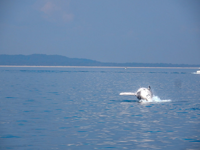Hervey Bay, danza de ballenas - AUSTRALIA POR LIBRE: EL PAÍS DEL FIN DEL MUNDO (13)