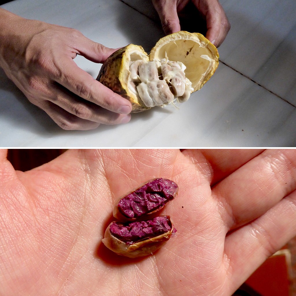 Workshop sul cacao, Antigua Guatemala. Il cacao fresco che al suo interno presenta chicchi dal cuore viola e insipido ricoperti da una polpa il cui sapore ricorda i litchi e il mango.