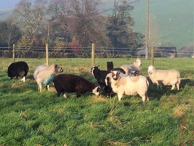 Boreray breeding group at Marlfield Farm