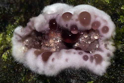 Chondrostereum purpureum - Paarse korstzwam