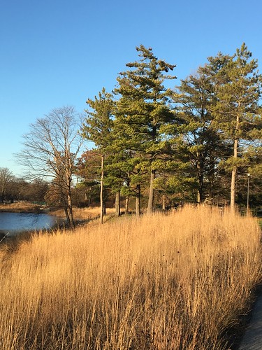 Morton Arboretum by Meadow Lake