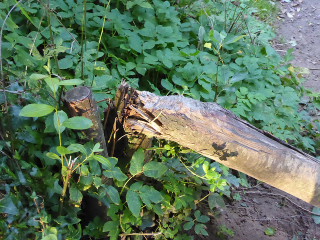 Tree felled by beavers near river Otter