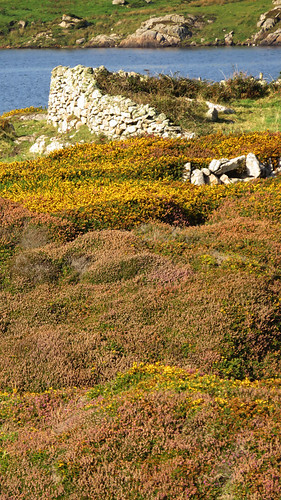 Yellow Gorse blooms and purple heather make a tapestry of subtle colours at the Ballyconneely Bog in Ireland