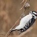 Pic mineur, Downy Woodpecker