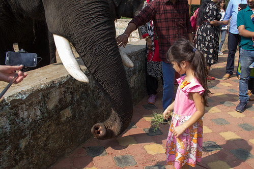 dubare elephant india2017 atturforest karnataka india
