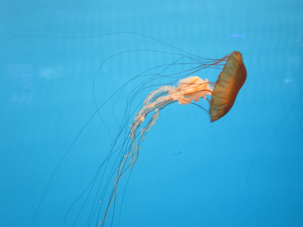 Jellyfish!