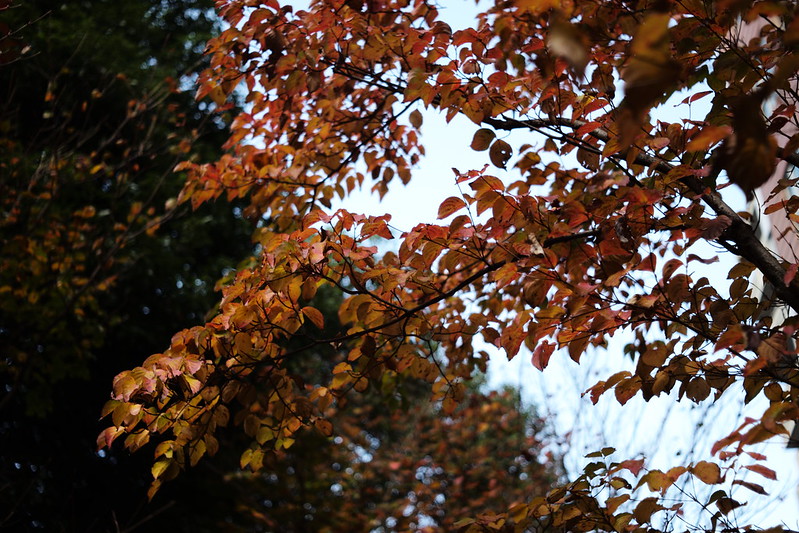 Leica M TYP240＋Canon Serenar 50mm f1.8西池袋公園の紅葉