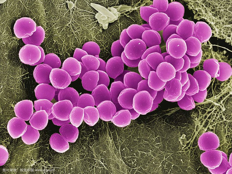 staphylococcus = 葡萄球菌