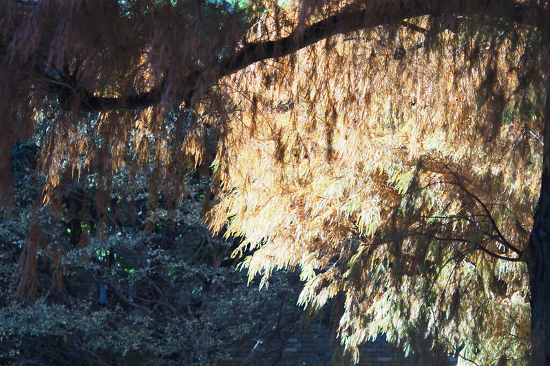 OLYMPUS PEN-F+Leica Elmarit 90mm f2.8東池袋中央公園の紅葉