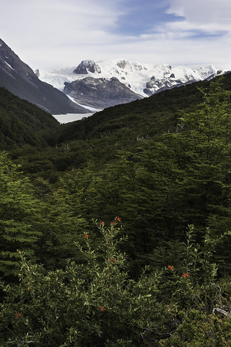 chile chileanandes hielosur landscape nationalpark nothofagus patagonia patagonianandes patagonianbeech southernandes torresdelpaine beech clouds enchantedforest forest hielo morning morninglight mountains