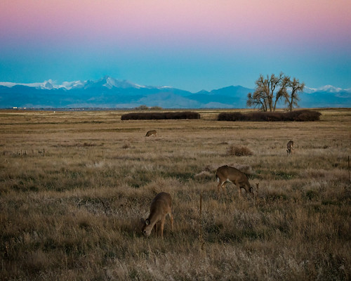 grass rockymountainarsenal sunrise wildlife landscape animal deer mammal events colorado outdoors seasons plains fall places prairie denver unitedstates us