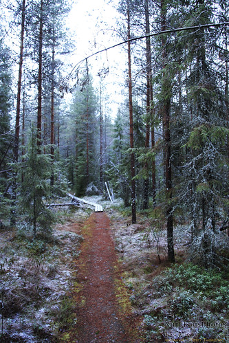 seitseminennationalpark finland autumn fall nature luonto suomenluonto metsä forrest seitsemisenkansallispuisto