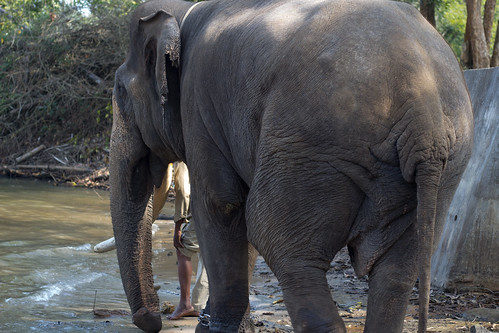 dubare elephant india2017 river atturforest karnataka india