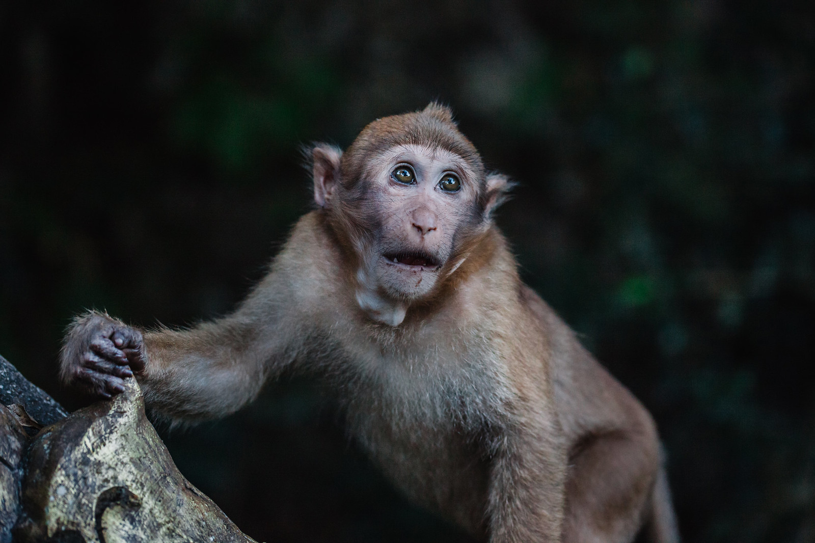 Chiang Rai | Monkey Cave
